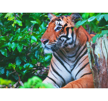 Foto behang jungle majestueuze tijger kijkt - TenStickers