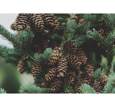 Foto behang bomen dennenappelcluster - TenStickers