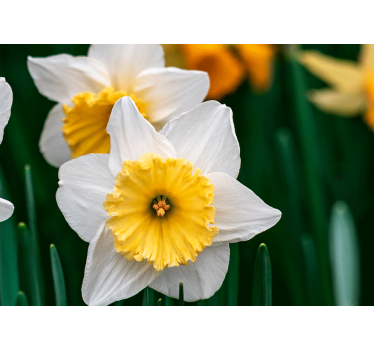 Fotobehang klaprozen elegantie van bloeiende narcissen - TenStickers