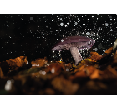 Fotobehang natuur paddenstoel water splash - TenStickers