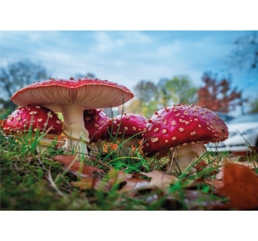 Fotobehang natuur rode paddenstoelen cluster - TenStickers