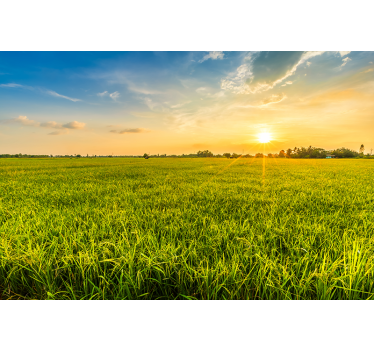 Fototapet landschap zonsondergang boven groene velden - TenStickers