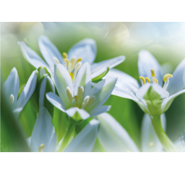 Bloemen foto behang zachte witte bloesems - TenStickers