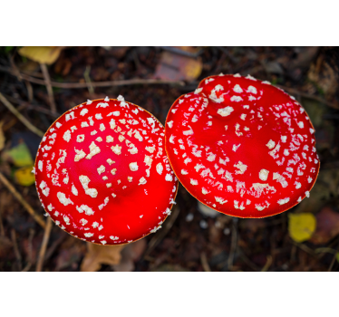 Fotobehang natuur rode paddestoelen hoedjes - TenStickers