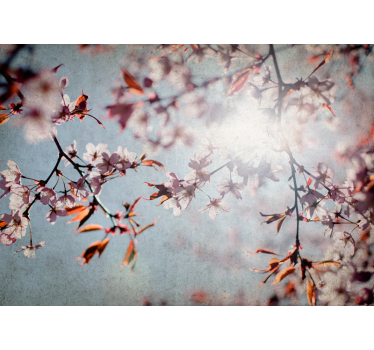 Bloemen foto behang sakura takken - TenStickers