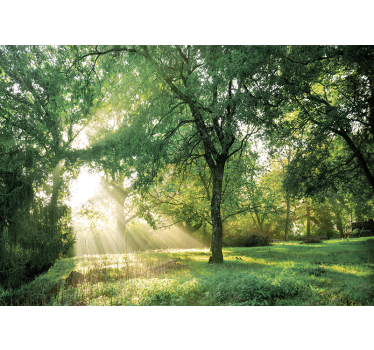Fotobehang natuur vredig zonovergoten bos - TenStickers