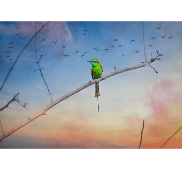 Foto behang dieren vogel op tak - TenStickers