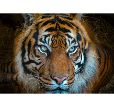 Foto behang dieren koning tijger illustratie - TenStickers