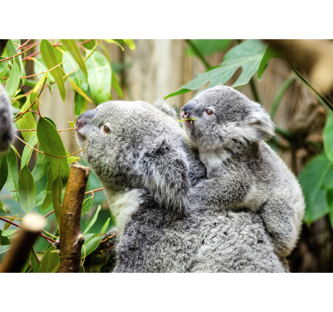Foto behang dieren koala's op boom - TenStickers