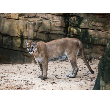 Foto behang dieren cougar in habitat - TenStickers