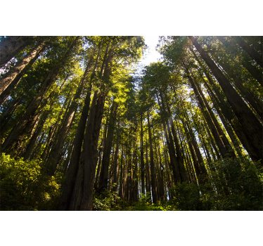Grote bomen Fotobehang bos - TenStickers