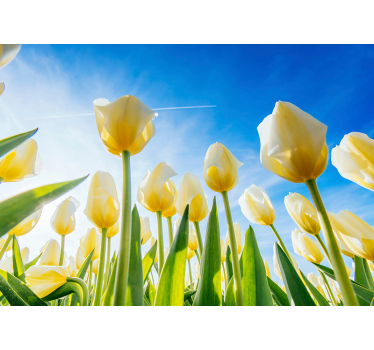 Zonovergoten veld fotobehang tulpen - TenStickers