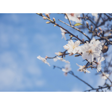 Bloeiende takken bloemen foto behang - TenStickers