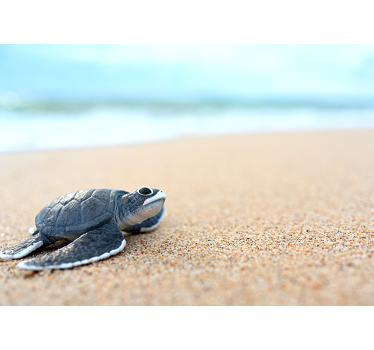 Schildpad aan de kust fotobehang badkamer - TenStickers