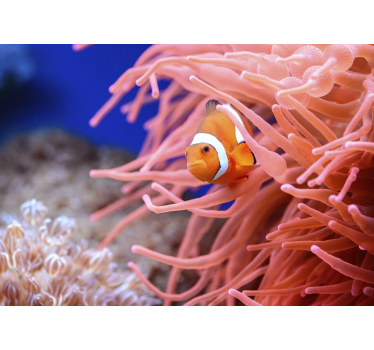 Foto behang dieren clownvis tussen anemonen - TenStickers