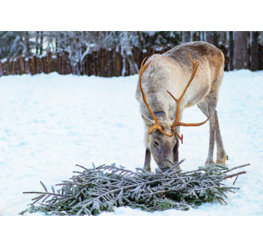 Rendieren in de sneeuw foto behang dieren - TenStickers