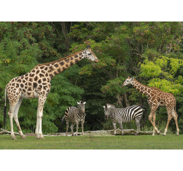 Giraffen en zebra's foto behang dieren - TenStickers