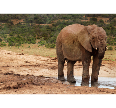 Ontmoeting met olifanten foto behang dieren - TenStickers