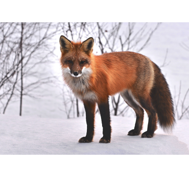 Dieren fotobehang vos in de sneeuw - TenStickers