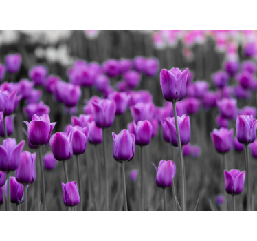 Paarse tulp bloeit fotobehang paardenbloem - TenStickers