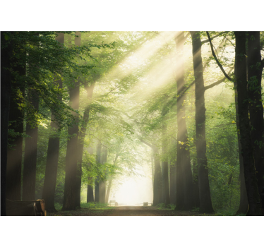 Fotobehang natuur stralend boslandschap - TenStickers
