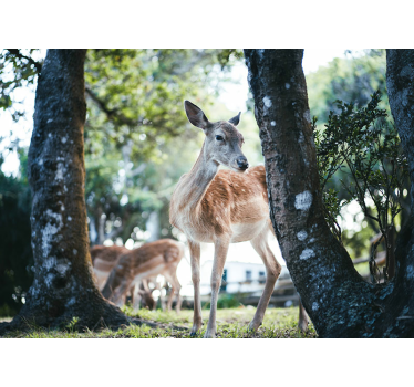Foto behang dieren elegante herten ontmoeting - TenStickers