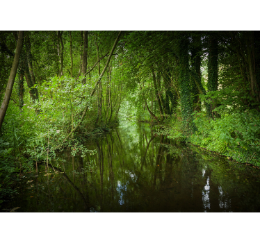 Fotobehang natuur betoverend groen pad - TenStickers