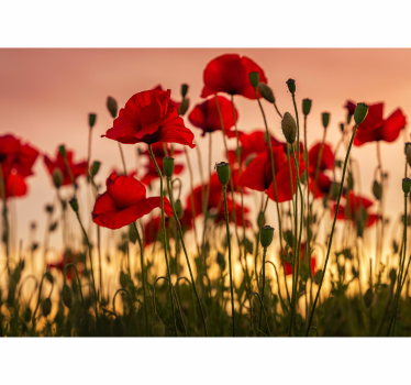 Klaprozen foto behang Klaprozen met een zonsondergang - TenStickers