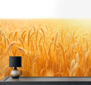Fotobehang natuur gouden graanweide - TenStickers
