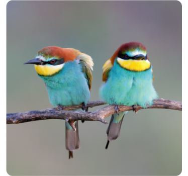 Moderne onderzetters kleurige vogels op een tak - TenStickers