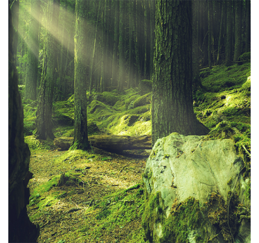 Poster woonkamer natuurstenen met mos in het bos - TenStickers