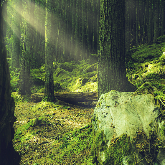 Poster woonkamer natuurstenen met mos in het bos - TenStickers