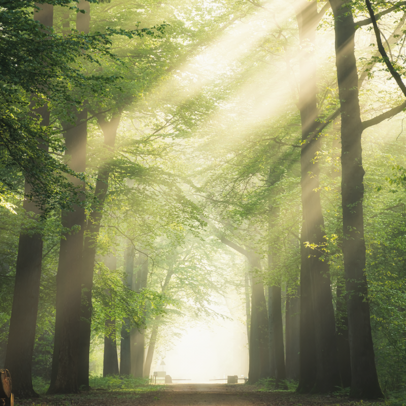 Poster woonkamer groen bos met de zon - TenStickers