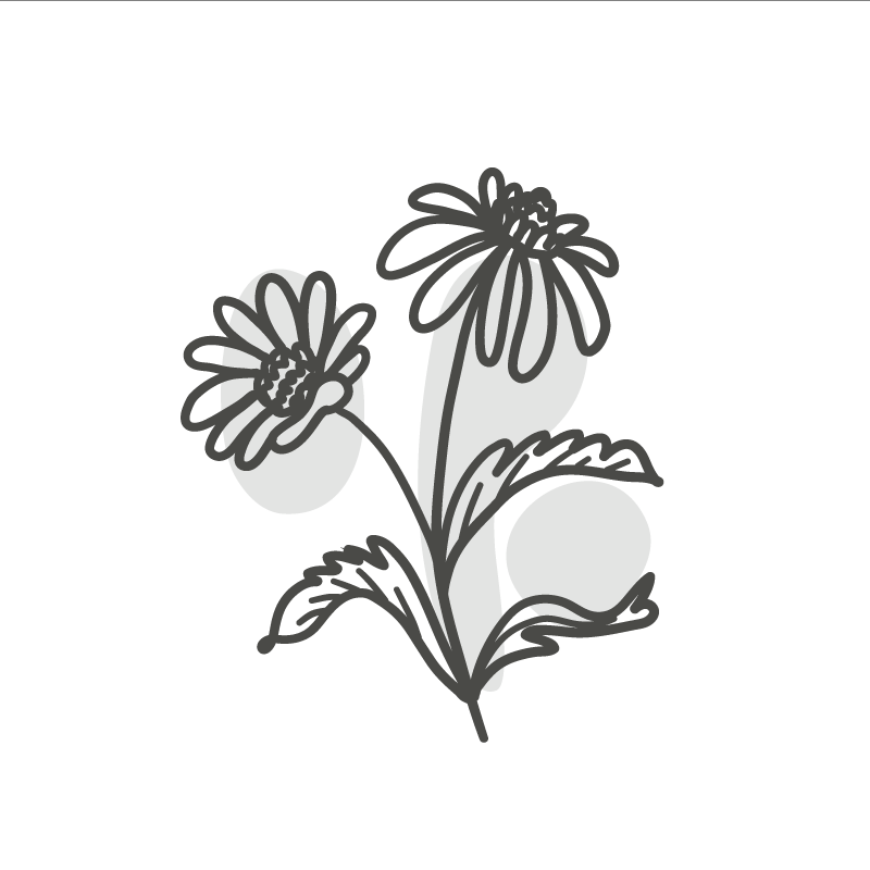 Poster woonkamer lijntekening van een groep madeliefjes - TenStickers