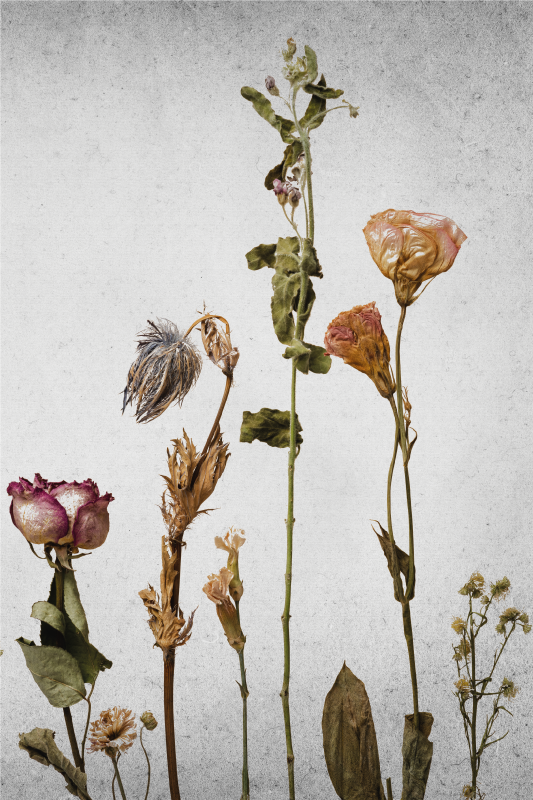 Bloemen en planten poster gedroogd bloemenarrangement - TenStickers