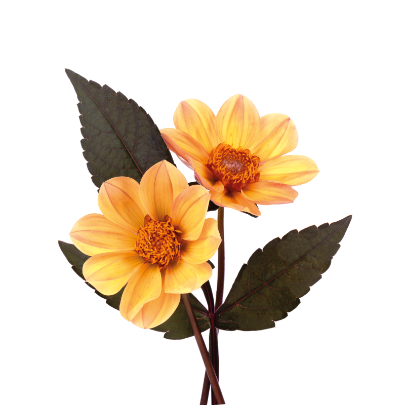 Bloemen en planten poster twee bloemen - TenStickers