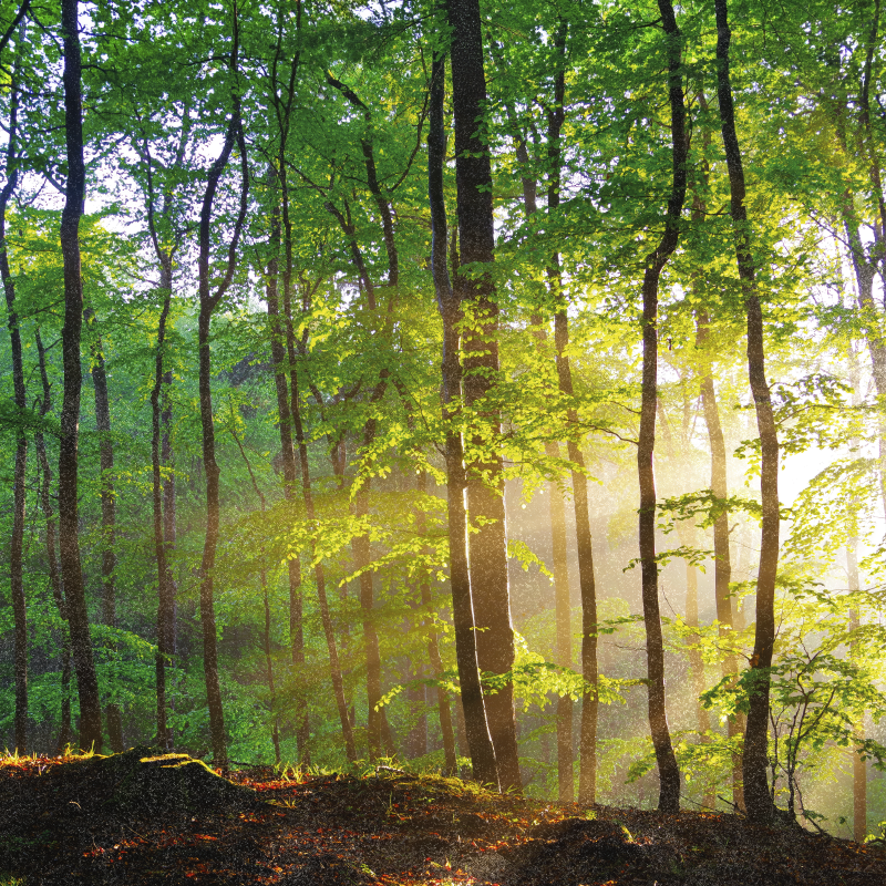 Bomen poster natuurlijk licht in het bos - TenStickers