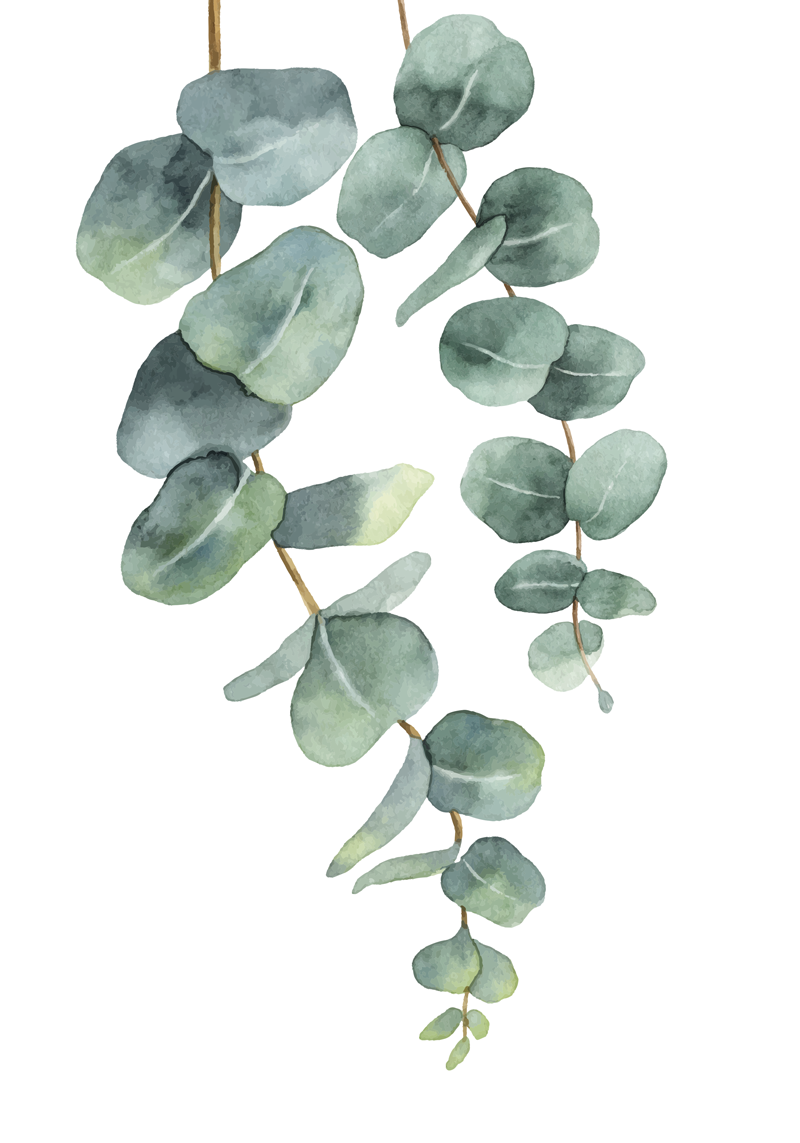 Bomen poster eucalyptus takken - TenStickers