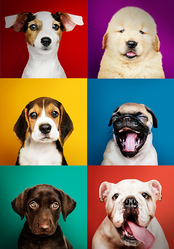 Poster verschillende honden puppies - TenStickers