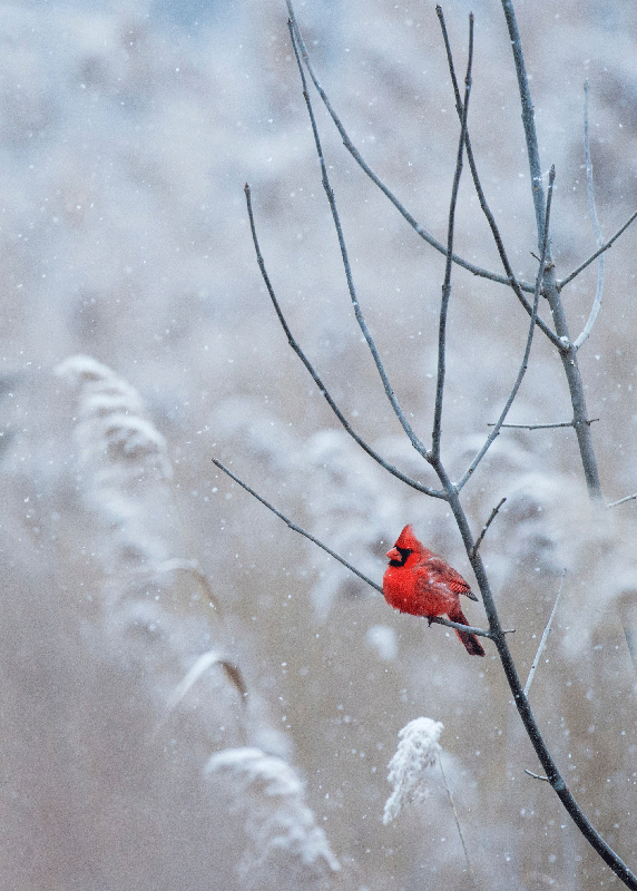 Kerst poster rood vogeltje - TenStickers
