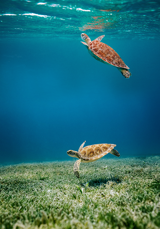 Poster schildpadden op avontuur - TenStickers