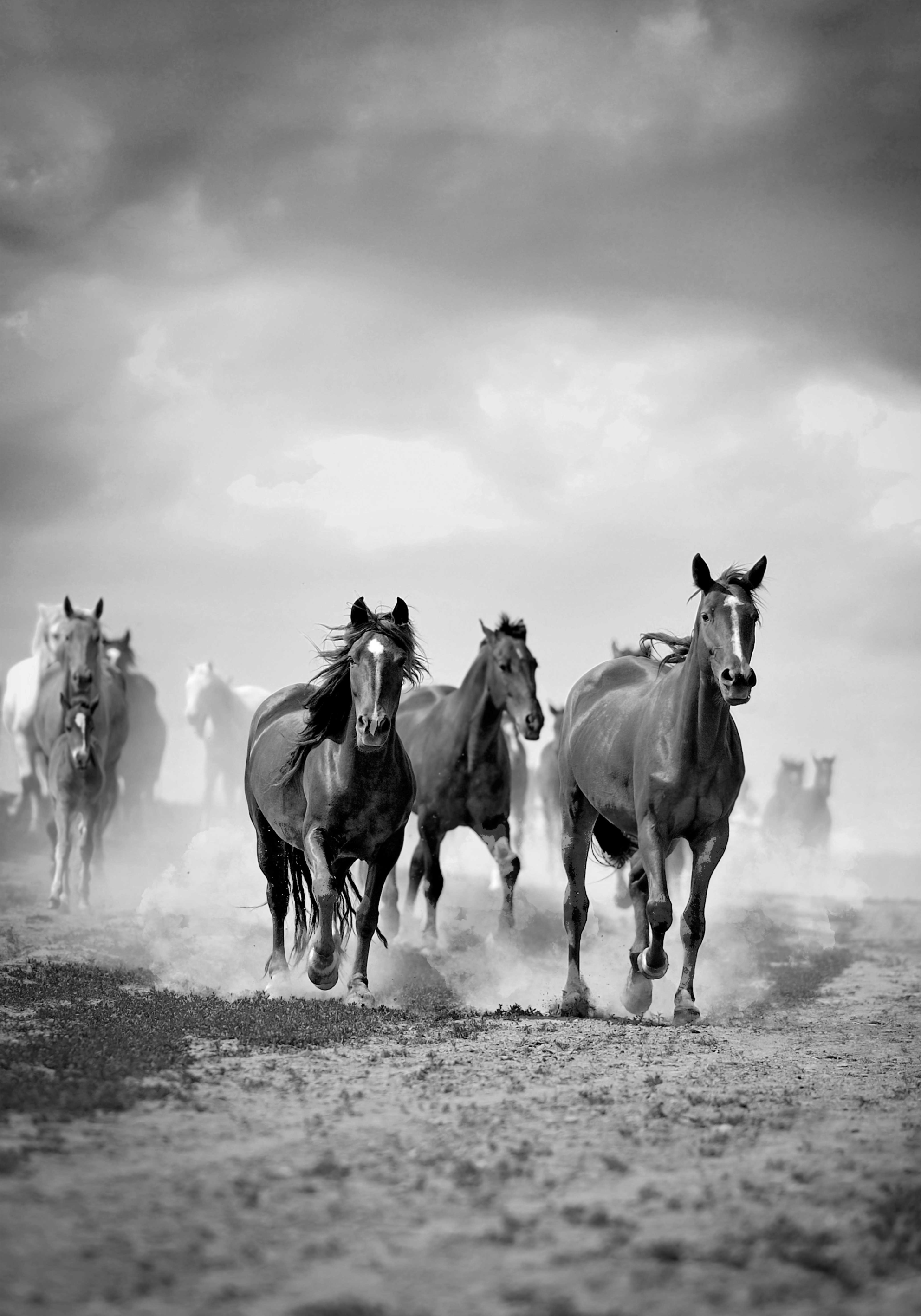 Posters zwart en wit paarden - TenStickers