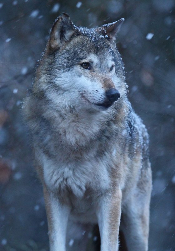 Wolf in de sneeuw dieren poster - TenStickers