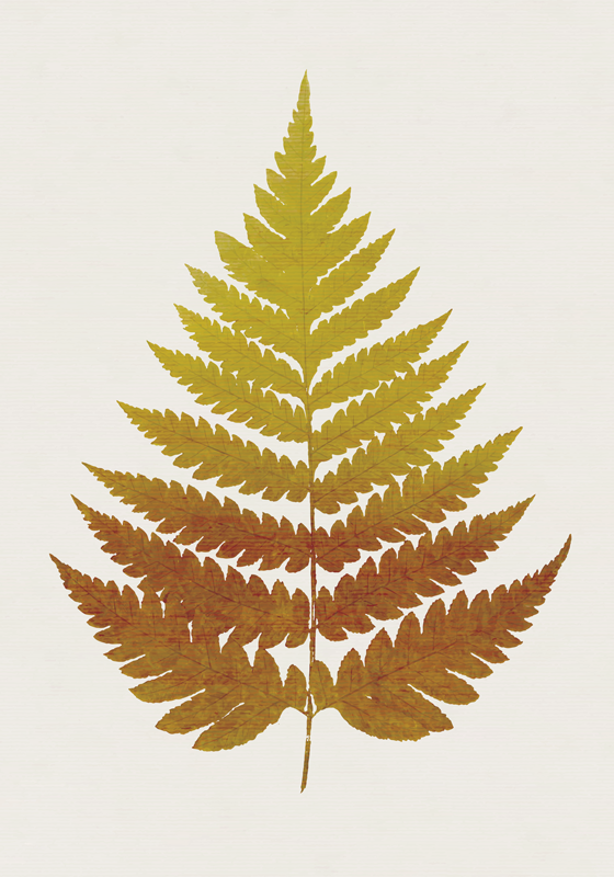 Gouden varenblad planten poster - TenStickers