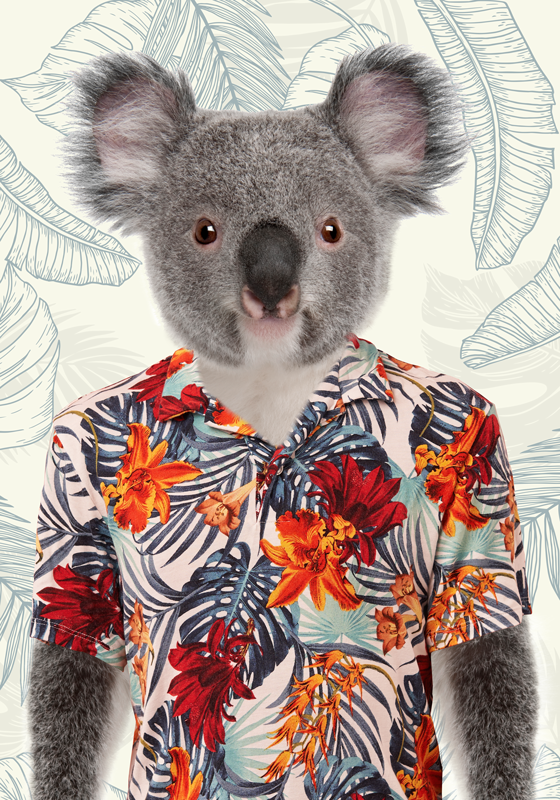 Elegante koala poster tienerkamer - TenStickers