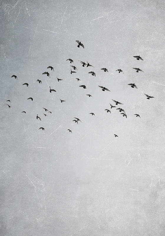 Vogels vliegen dieren poster - TenStickers