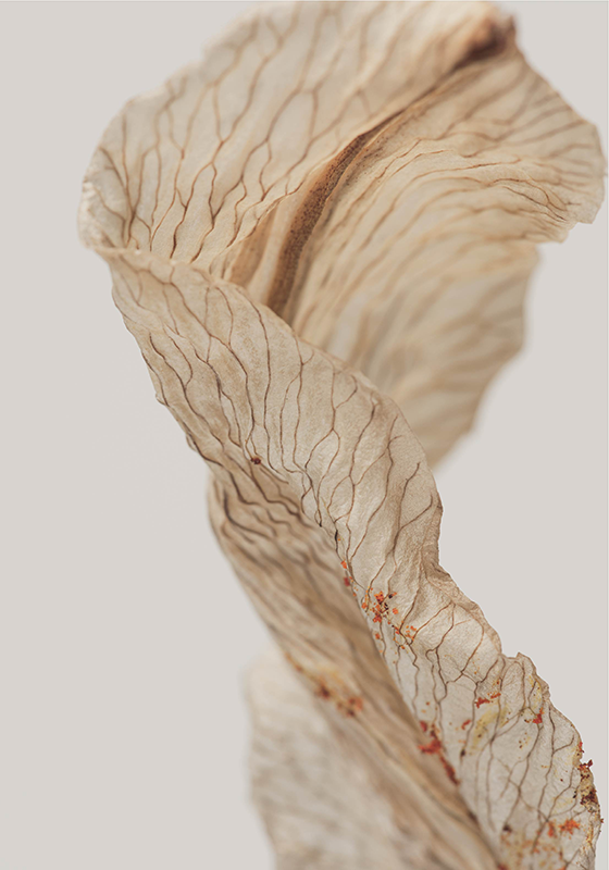 Macrofoto van een blad Minimalistische poster - TenStickers