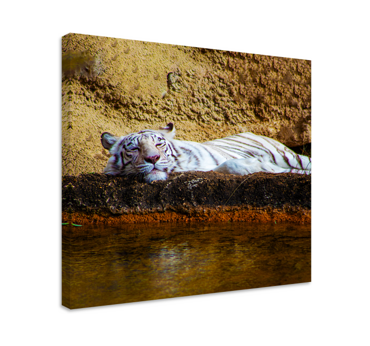 Canvas schilderij dieren sluimerende witte tijger - TenStickers