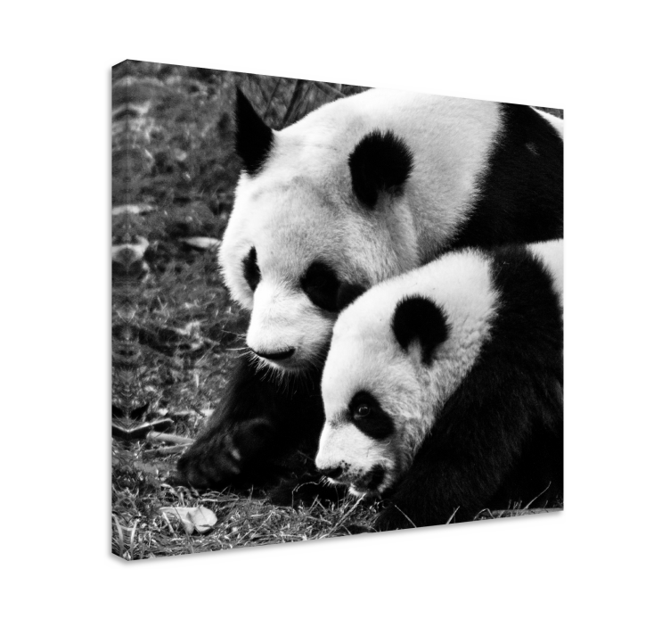Canvas schilderij dieren panda paar omhelzing - TenStickers