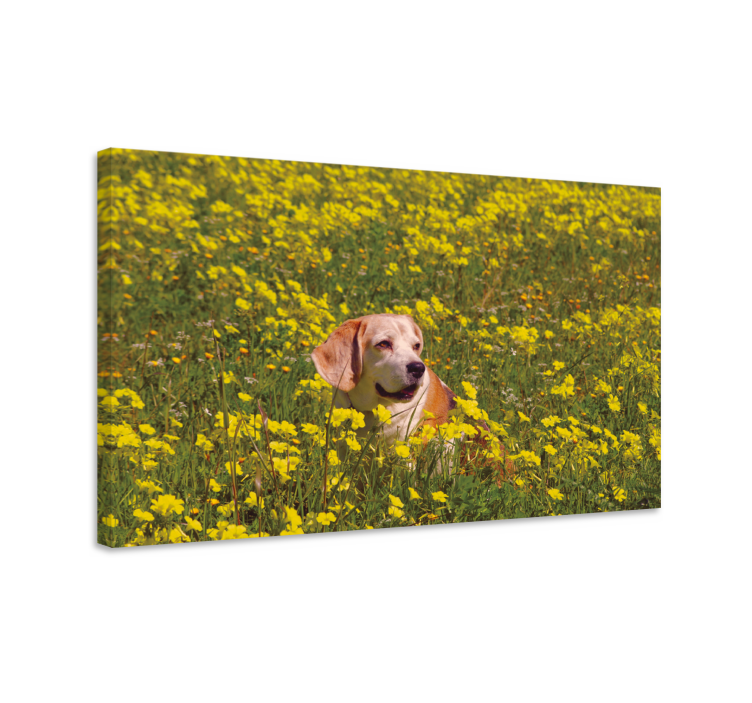 Canvas schilderij hond blije hond buiten - TenStickers